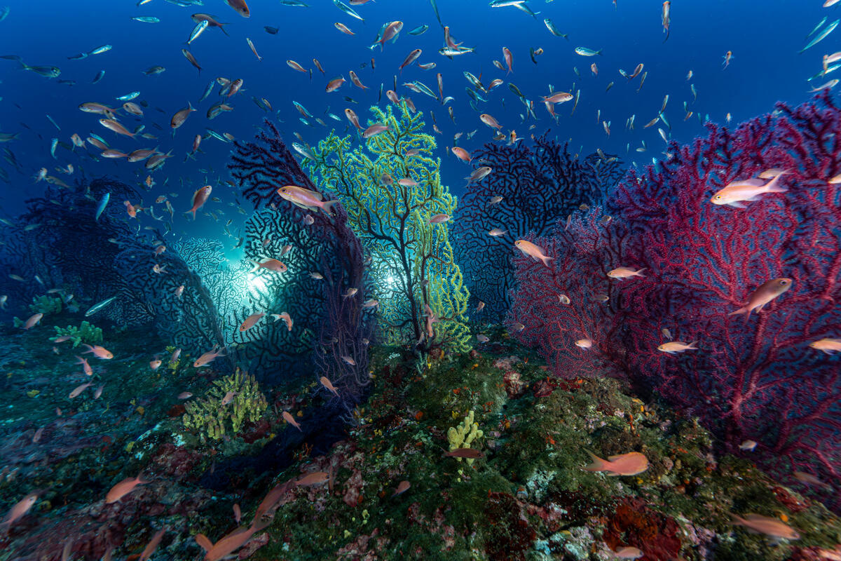 Fonds sous-marins du Cap Roux